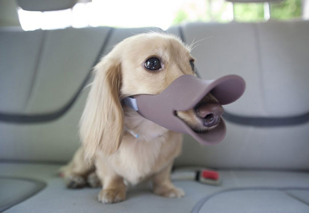 duck muzzle